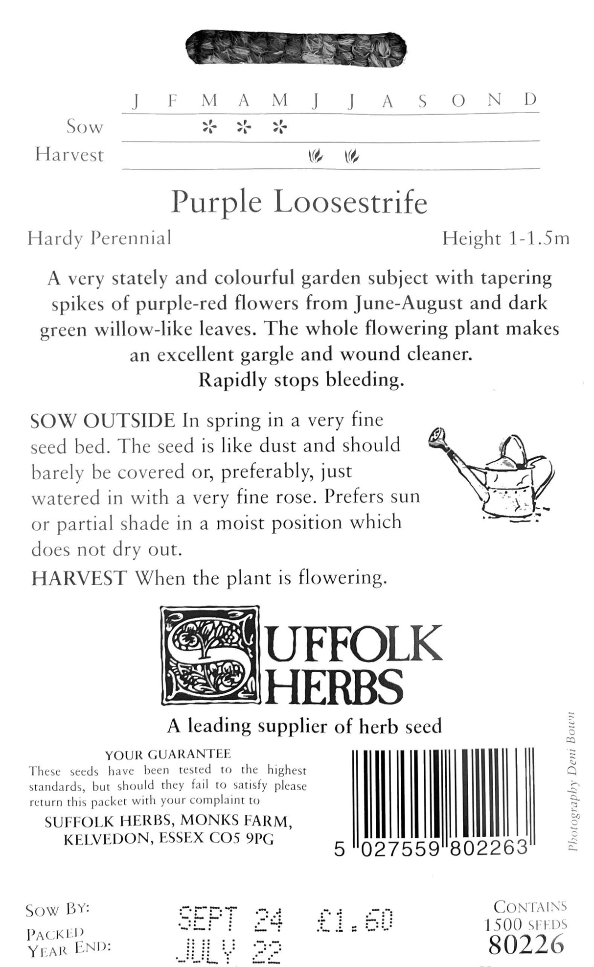 Purple Loosestrife - Mill Race Garden Centre