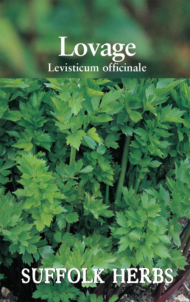 Lovage - Mill Race Garden Centre