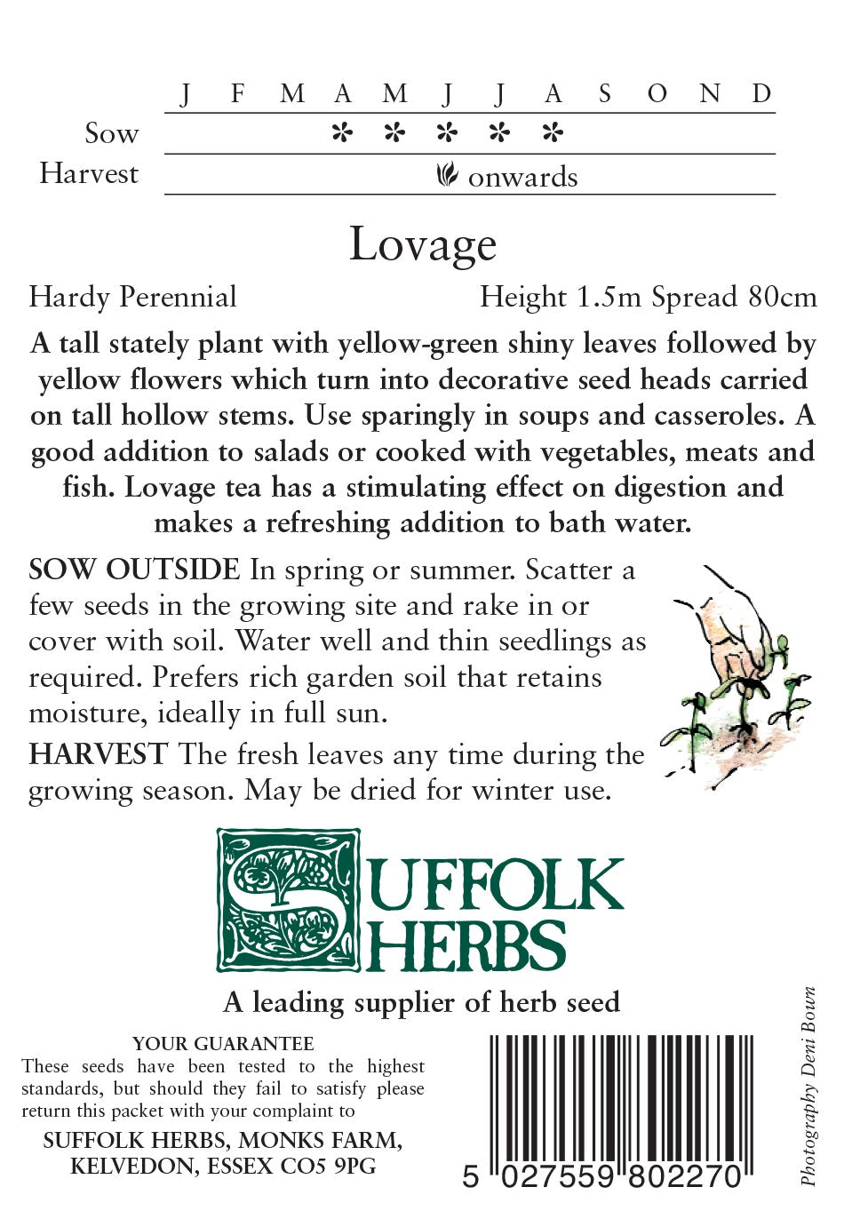 Lovage - Mill Race Garden Centre