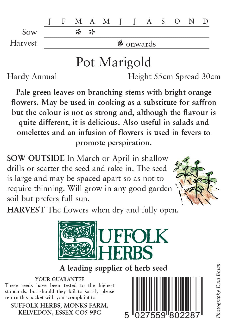 Pot Marigold By Kings Seeds - Mill Race Garden Centre