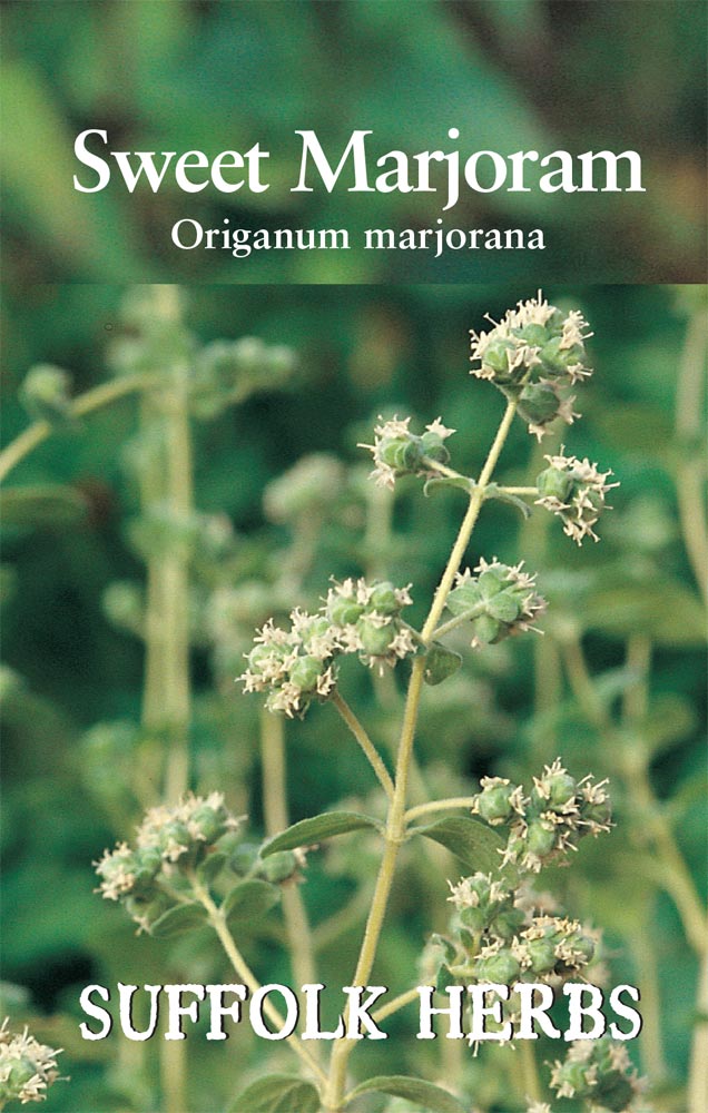 Sweet Marjoram - Mill Race Garden Centre