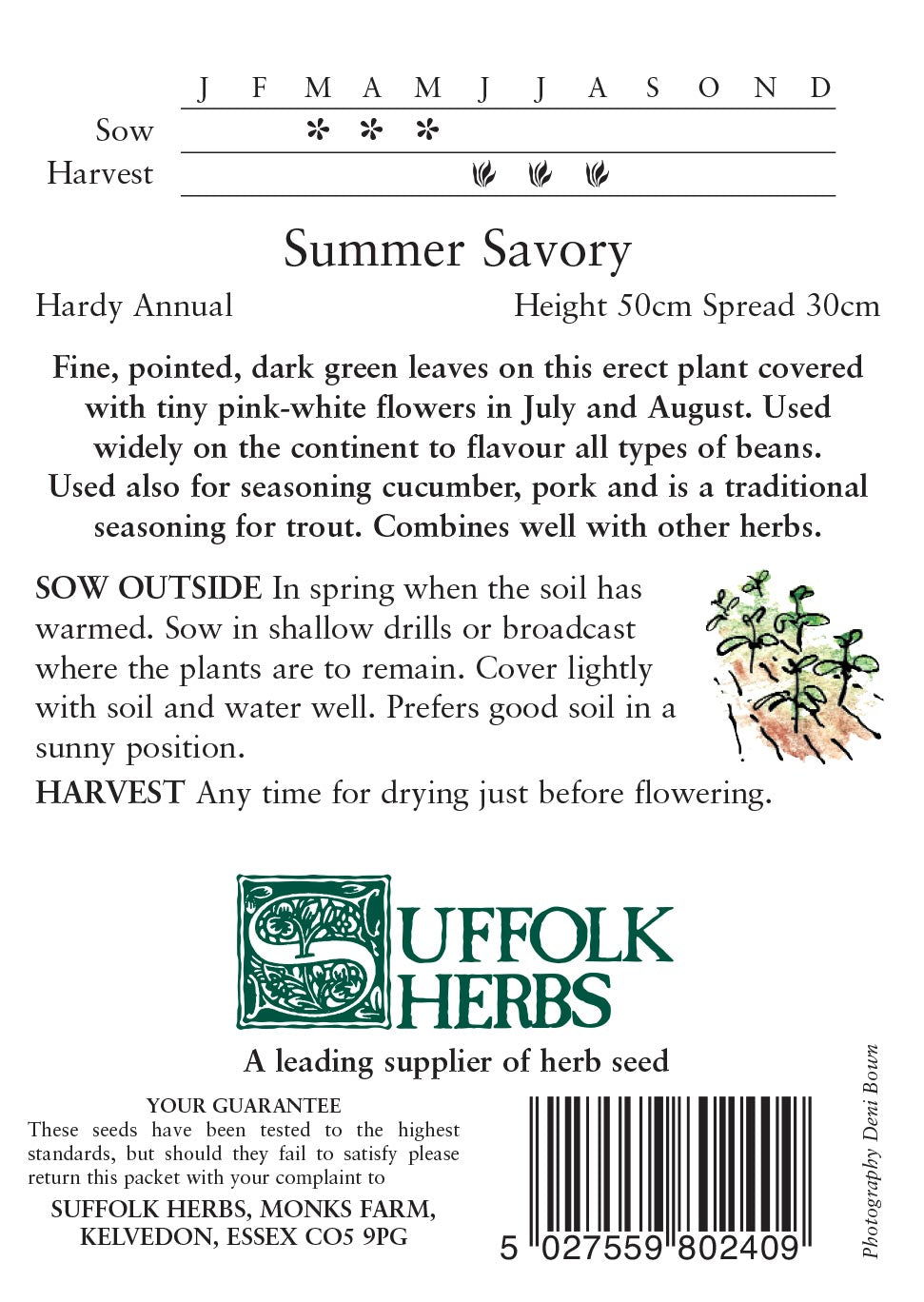 Summer Savory - Mill Race Garden Centre