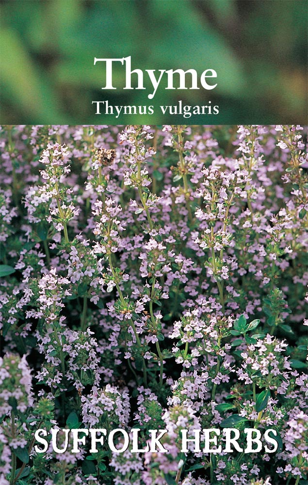 Thyme - Mill Race Garden Centre