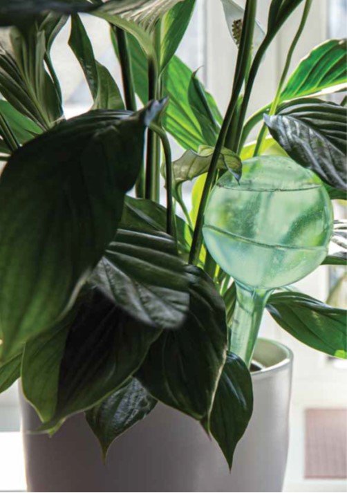 Pair of Aqua Globe automatic plant watering globes by Creative Products, new design for indoor home plant watering.