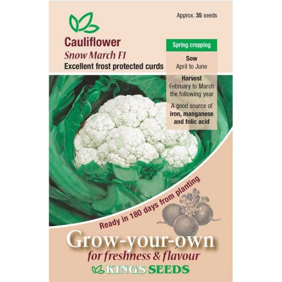 Cauliflower Snow March F1 from Kings Seeds, clearanced vegetable with large, snowy white heads, grown by E.W. King & Co. Ltd.