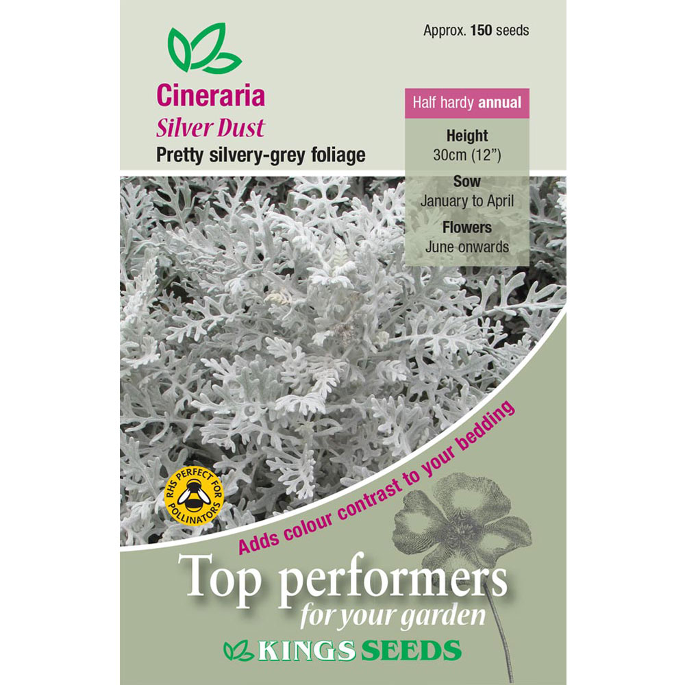 Cineraria Maritima Silver Dust - Mill Race Garden Centre