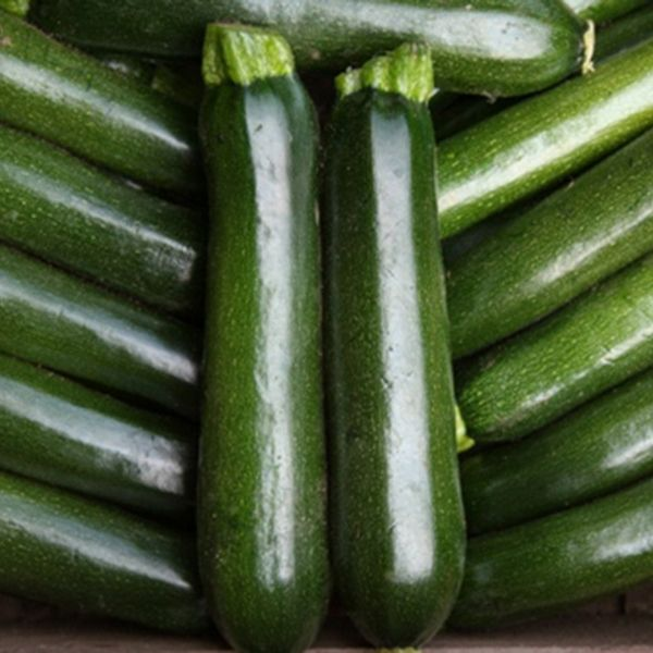 Courgette Midnight F1 - Mill Race Garden Centre