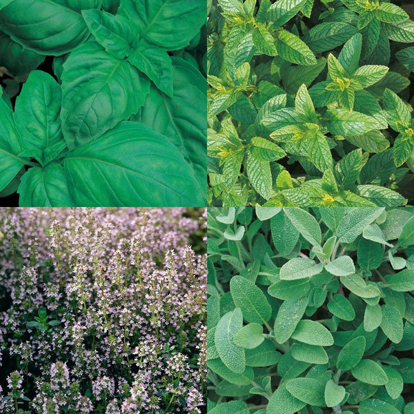 Culinary Favourites - Mill Race Garden Centre