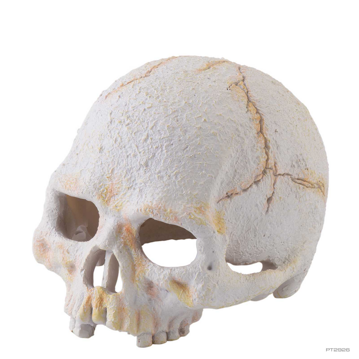 Exo Terra Primate Skull Small - Mill Race Garden Centre
