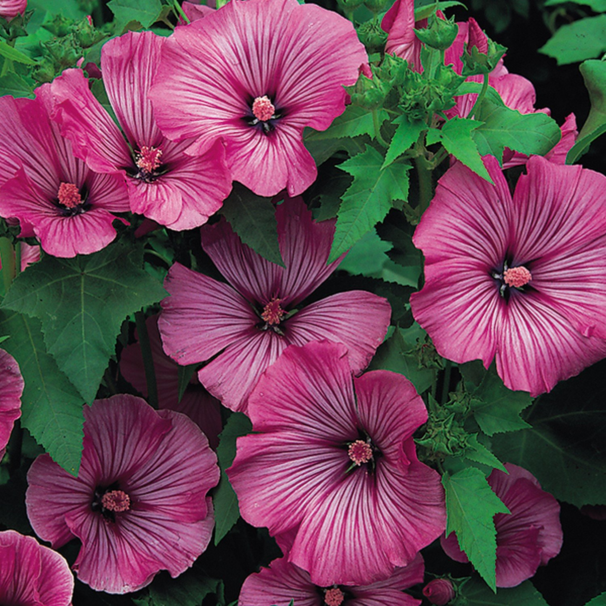Lavatera Loveliness - Mill Race Garden Centre