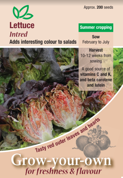 Lettuce Intred - Mill Race Garden Centre