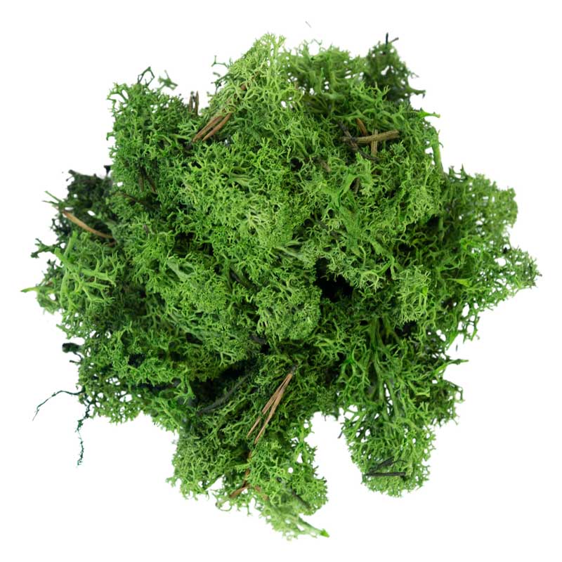 My Village Dark Green Reindeer Moss – 50g Pack Natural Textured Foliage Accent (SKU MYD31)