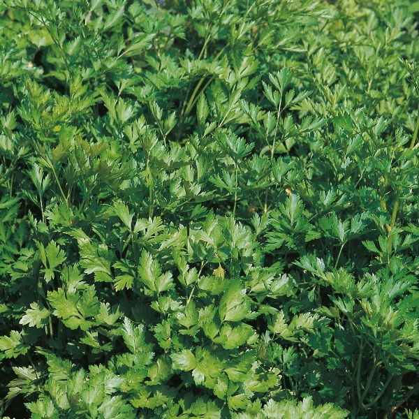 Fresh French parsley by Suffolk Herbs, grown by E.W. King & Co. Ltd., vibrant green leaves perfect for culinary use