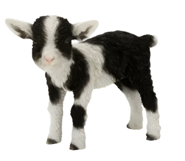 Real Life Kid Goat Black / White Ornament Size D by Vivid Arts - Mill Race Garden Centre