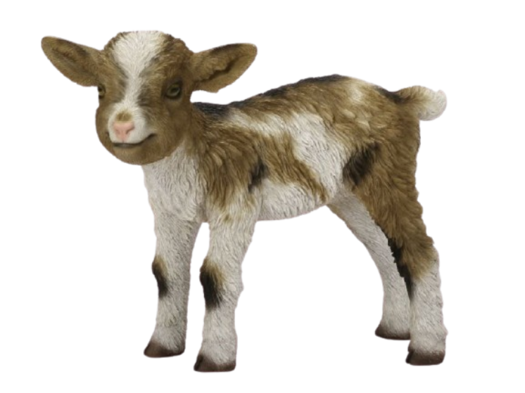 Real Life Kid Goat Tricolour Ornament Size D by Vivid Arts - Mill Race Garden Centre