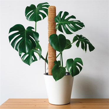 Panacea 40cm Stackable Natural Coir Fiber Poles 2pk - Mill Race Garden Centre