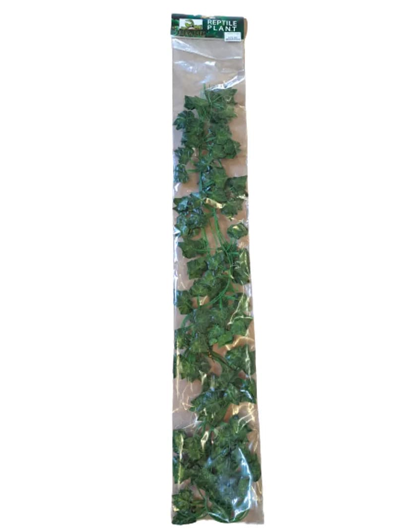 Boston Ivy 4pcs - Mill Race Garden Centre