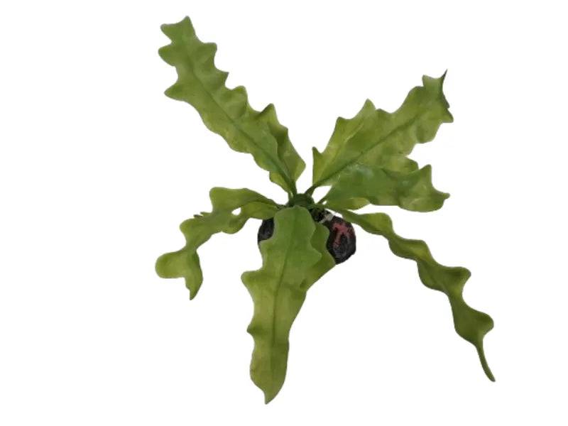 Plant On Rock Aquarium Ornament Assorted Colours - Mill Race Garden Centre