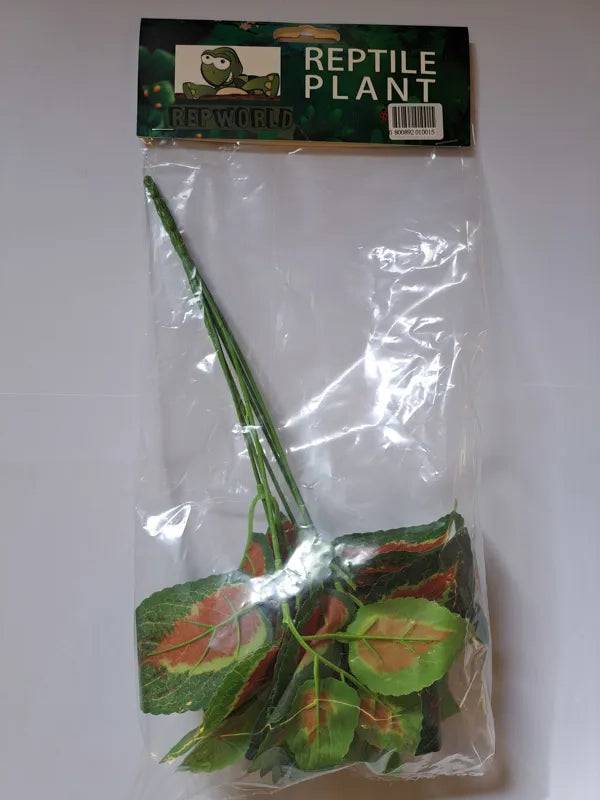 Reptile Plant Coleonyx - Mill Race Garden Centre