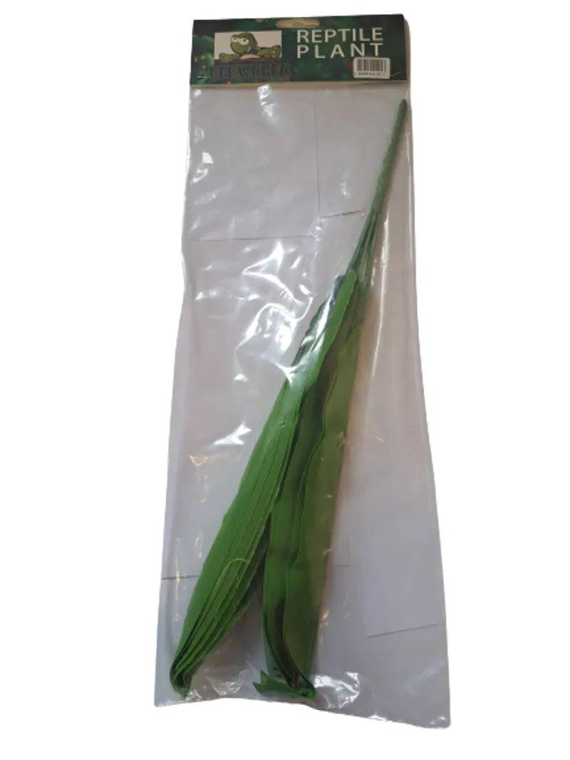 Reptile Plant Sanseveria - Mill Race Garden Centre