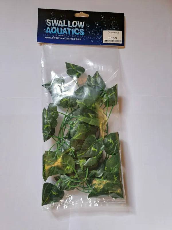 Scindapsus - Mill Race Garden Centre