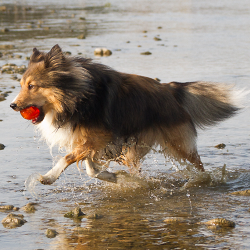 BIONIC Ball Medium 6.7cm (2.6in) - Mill Race Garden Centre