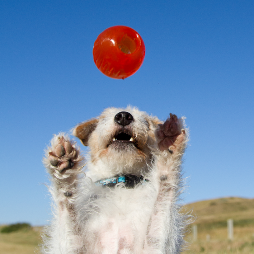 BIONIC Ball Large 8.2cm (3.25in) - Mill Race Garden Centre