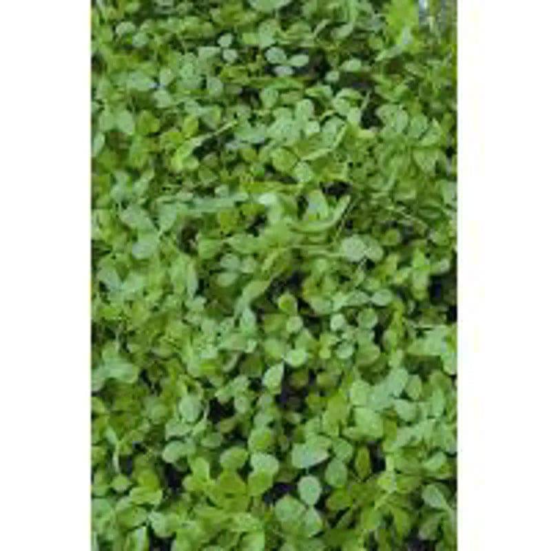 Alfalfa - Mill Race Garden Centre