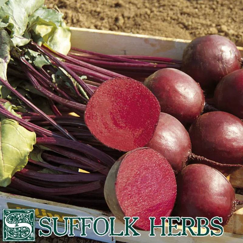 Beetroot Alvo Mono - Mill Race Garden Centre