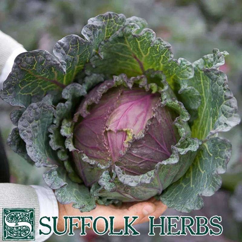 Cabbage Deadon F1 - Mill Race Garden Centre