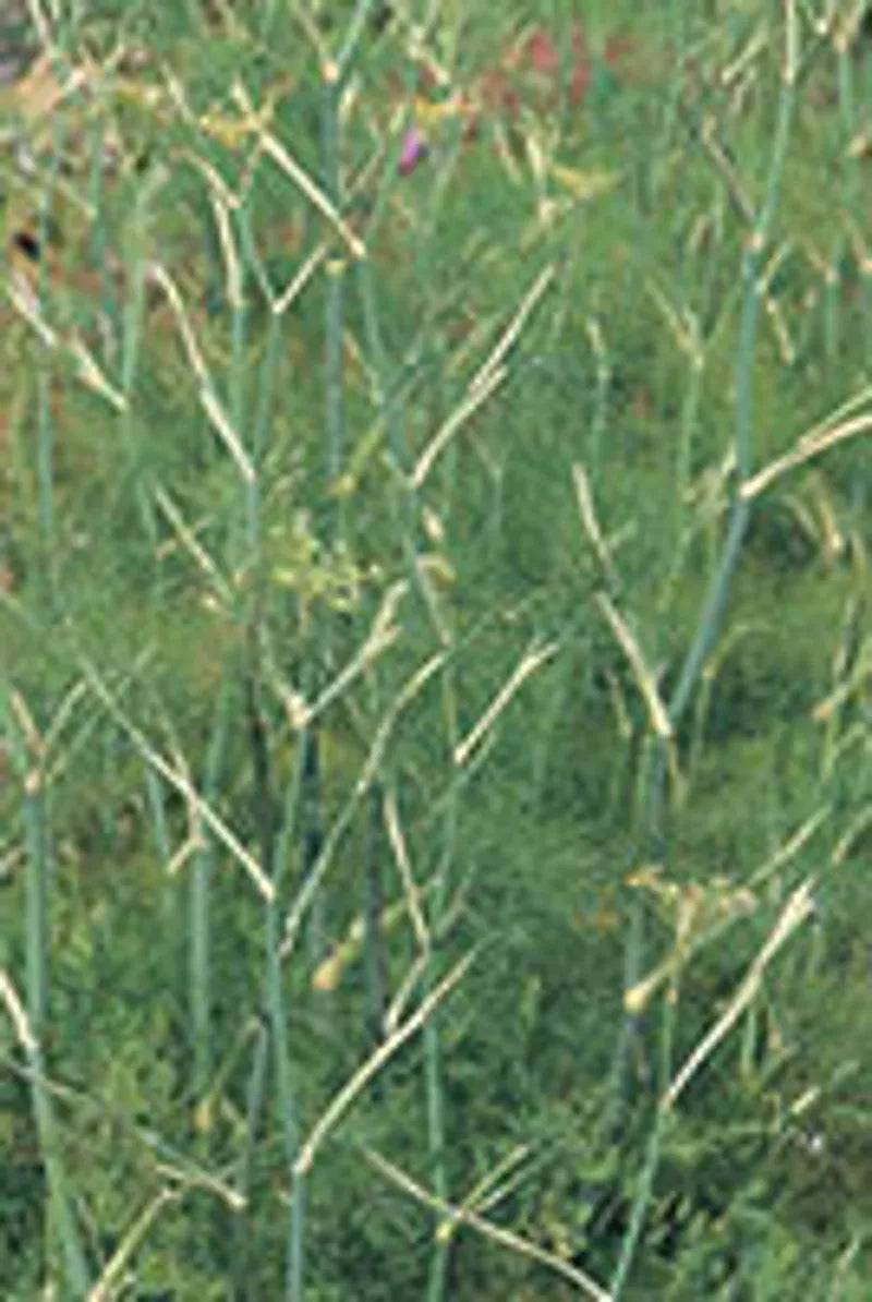 Fennel Green - Mill Race Garden Centre