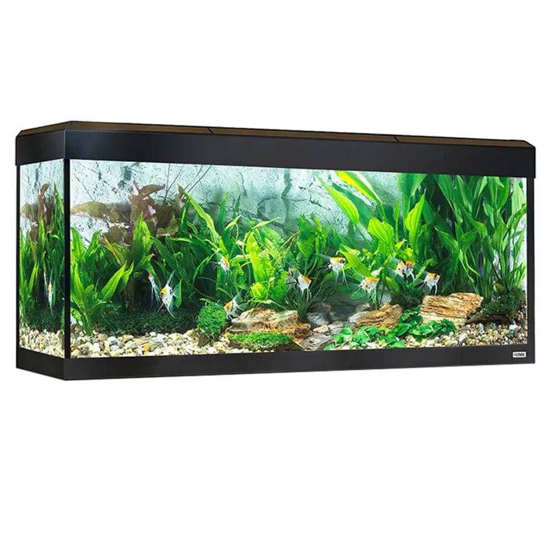 Fluval Roma 240l Black Bluetooth LED Aquarium - Mill Race Garden Centre