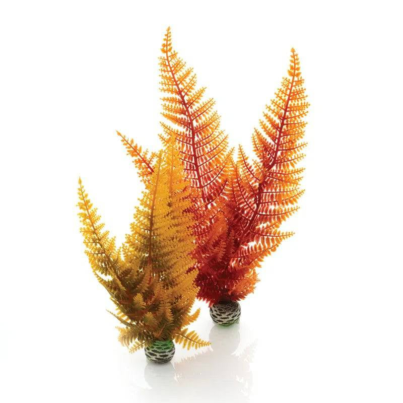 biOrb Autumn Fern Plant Pack x2. - Mill Race Garden Centre