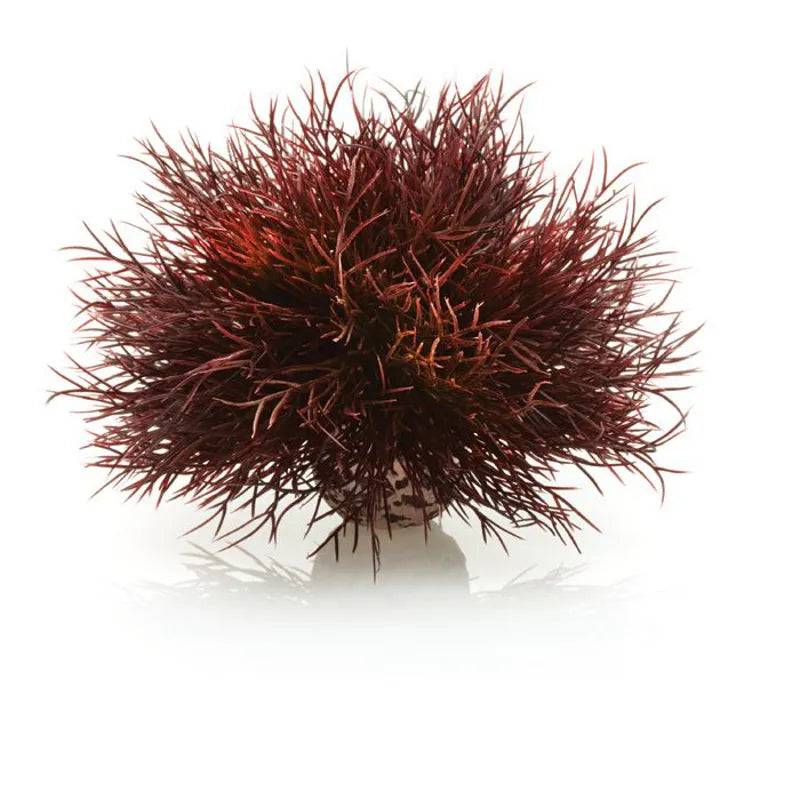 biOrb Crimson Sea Lily Aquarium Decoration - Mill Race Garden Centre