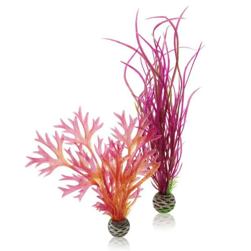 biOrb Plants & Decor Red & Pink Plant Set Medium - Mill Race Garden Centre