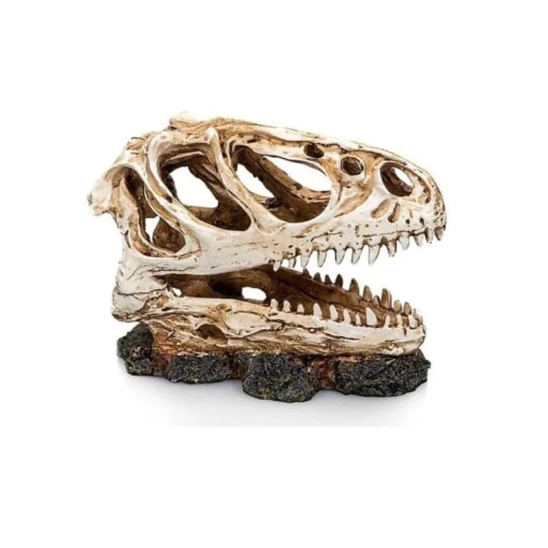 Dino Skull 5 Size 125.610 - Mill Race Garden Centre