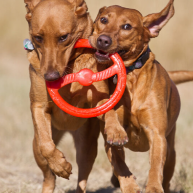 BIONIC Toss-N-Tug Ring 22.7cm (9in) - Mill Race Garden Centre