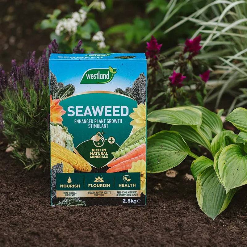 Westland Seaweed Enhanced 2.5kg - Mill Race Garden Centre