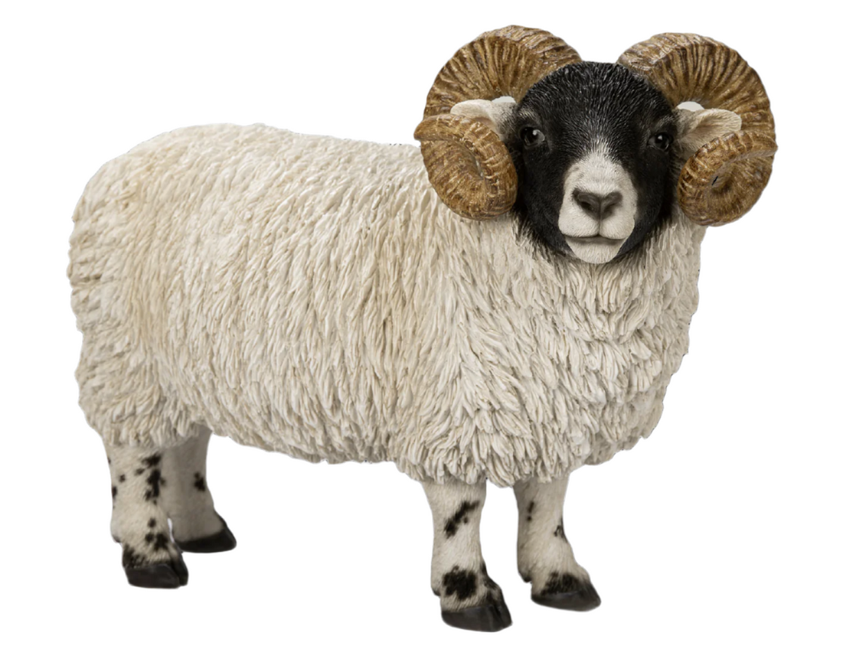 Scottish Blackface Ram Real Life Resin Ornament By Vivid Arts - Mill Race Garden Centre
