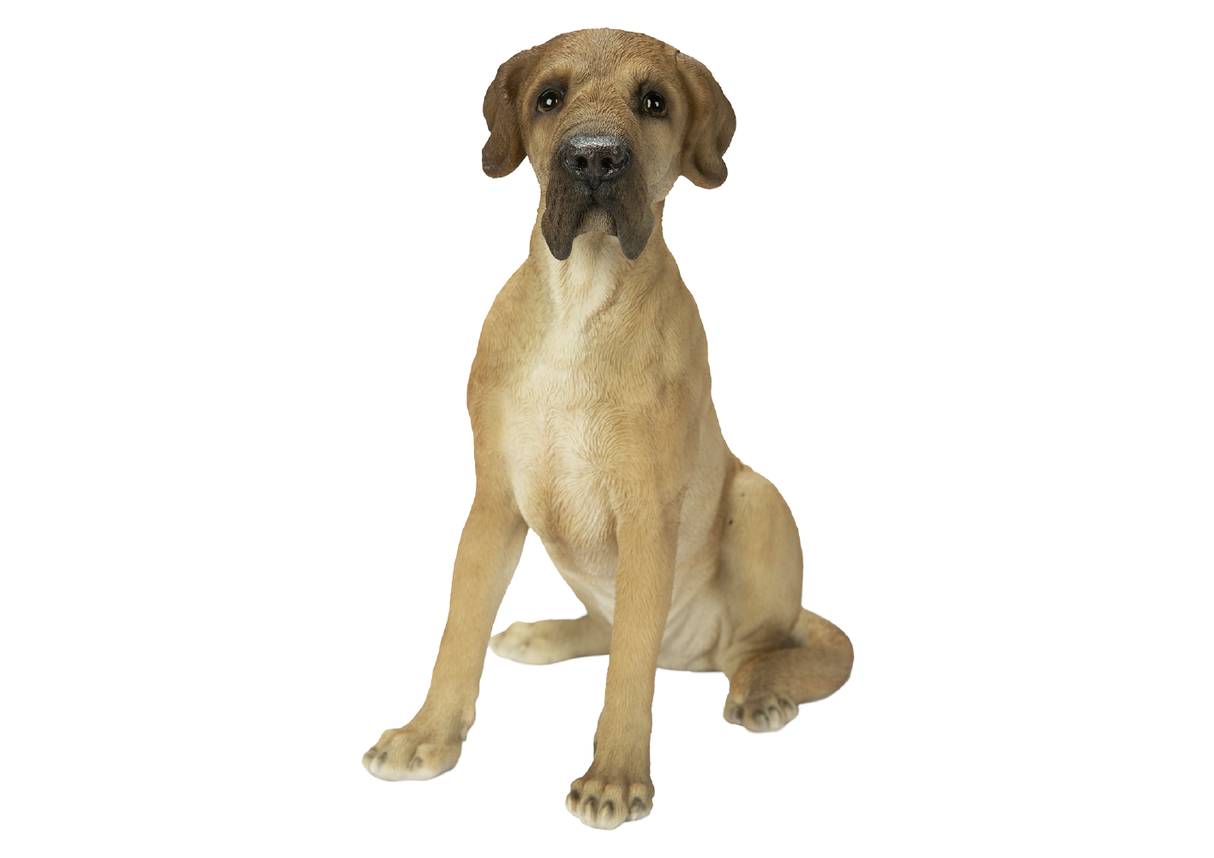 Great Dane Beige Real Life Resin Ornament By Vivid Arts - Mill Race Garden Centre
