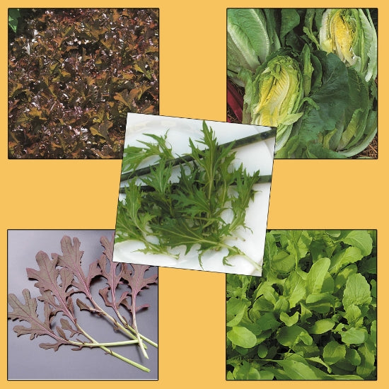 Kings Seeds Tasty Salad Leaves Collection Pack