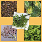 Kings Seeds Tasty Salad Leaves Collection Pack