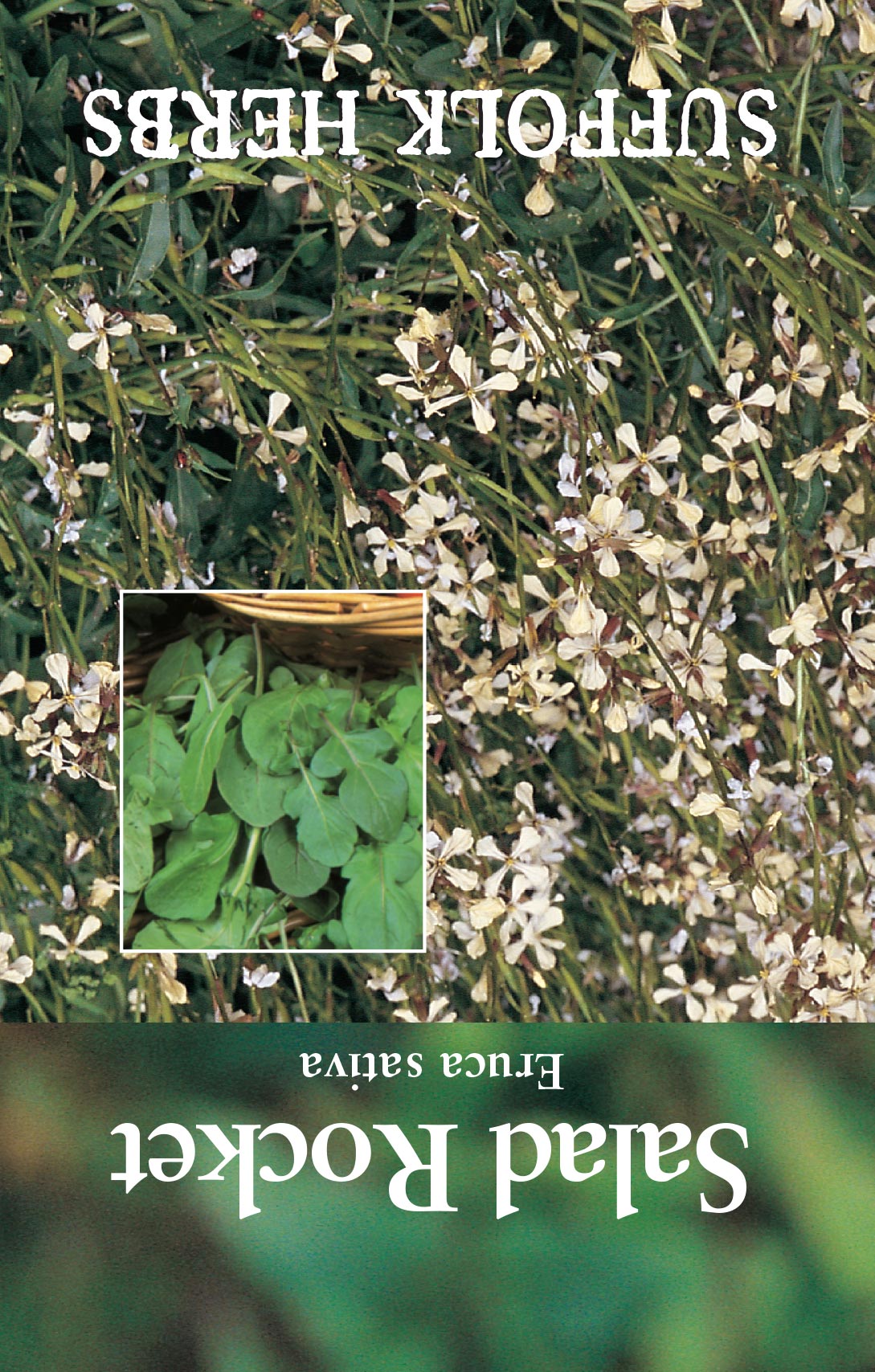 Salad Rocket Seeds by Suffolk Herbs