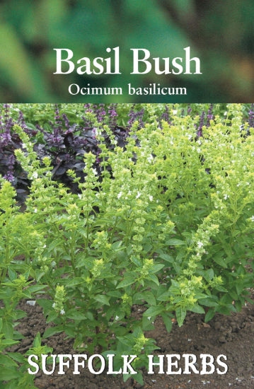 BASIL BUSH BY SUFFOLK HERBS