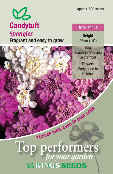 Candytuft Spangles by Kings Seeds - Mill Race Garden Centre
