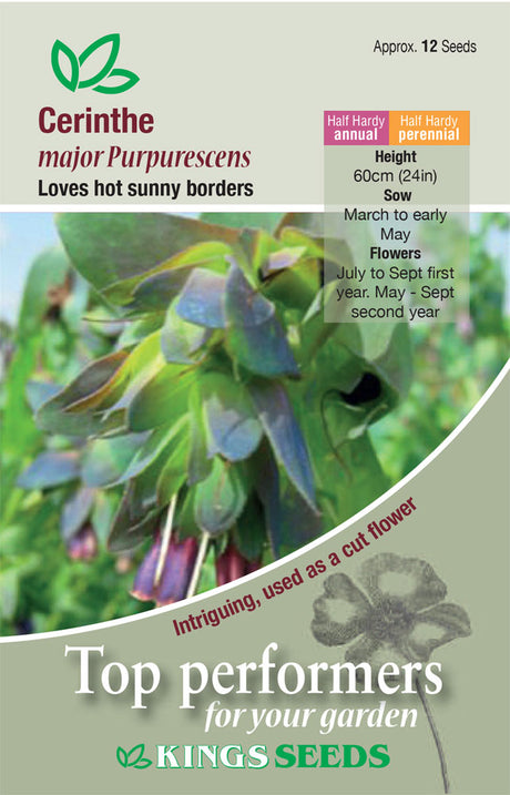 Cerinthe Major Purpurescens by Kings Seeds - Mill Race Garden Centre