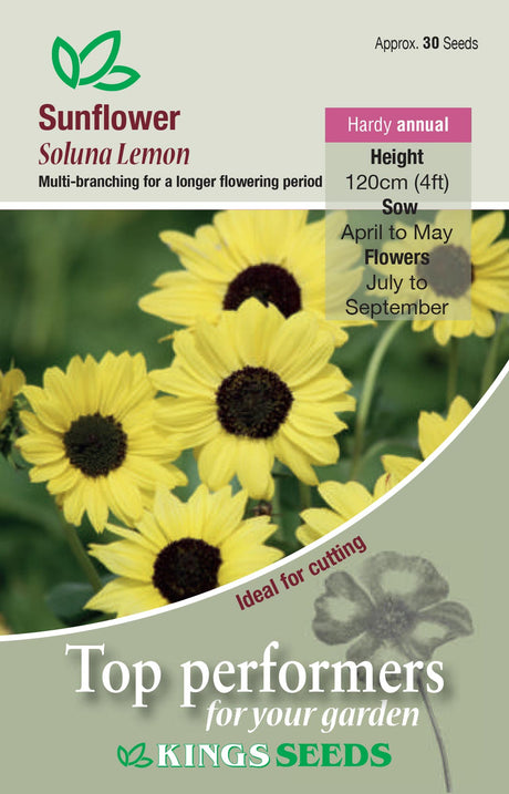 Sunflower Soluna Lemon by Kings Seeds - Mill Race Garden Centre