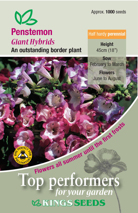 Penstemon Giant Hybrids by Kings Seeds - Mill Race Garden Centre