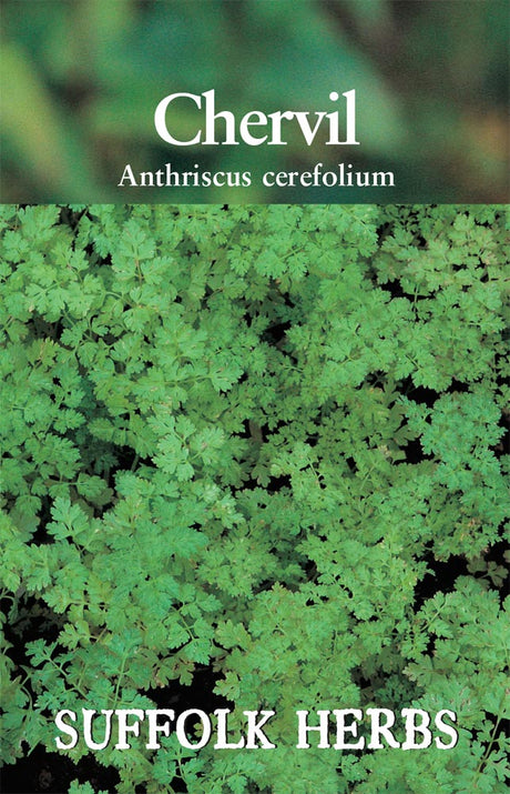 Chervil - Mill Race Garden Centre