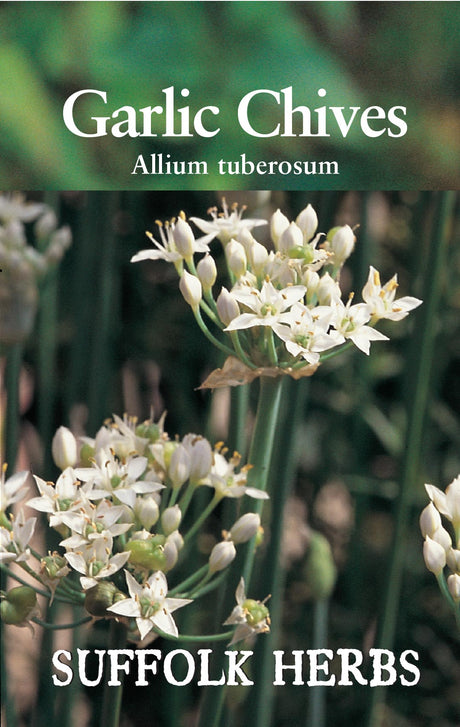 Chives Garlic - Mill Race Garden Centre